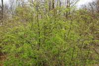 dsc_0529fx_small.jpg