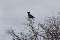 dsc_0595fx_small.jpg