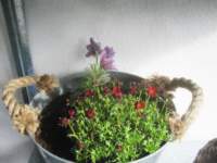 img_7913fx_small.jpg