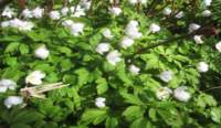 img_7924fx_small.jpg