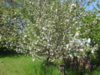 img_8003fx_small.jpg