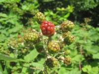 img_8270fx_small.jpg