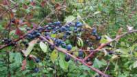 img_0049fx_small.jpg