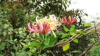 img_0050fx_small.jpg