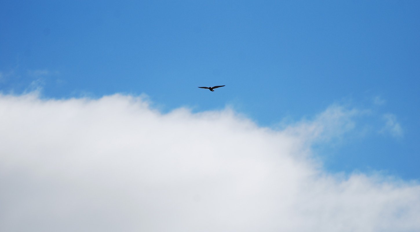 dsc_1478fx.jpg