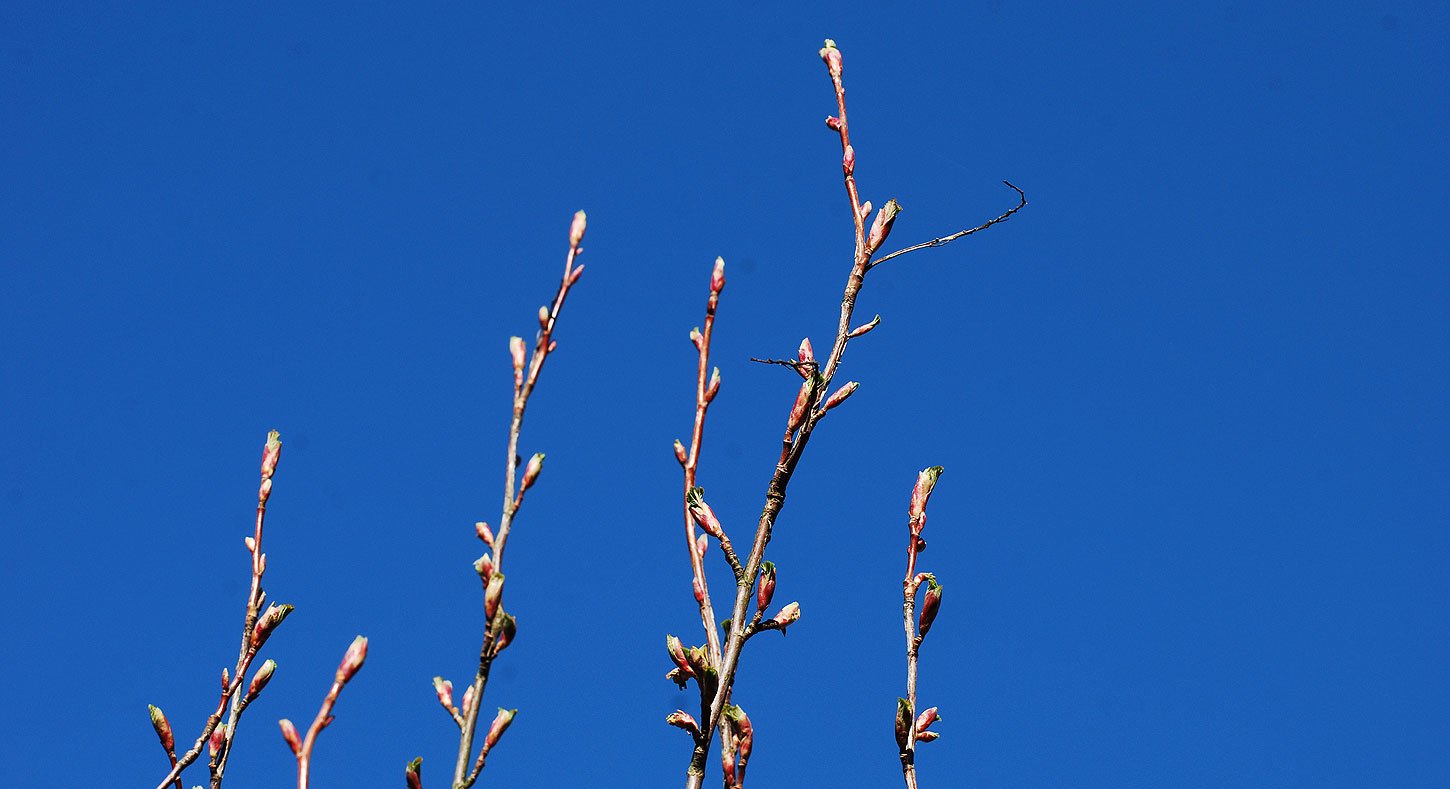 dsc_1569fx.jpg
