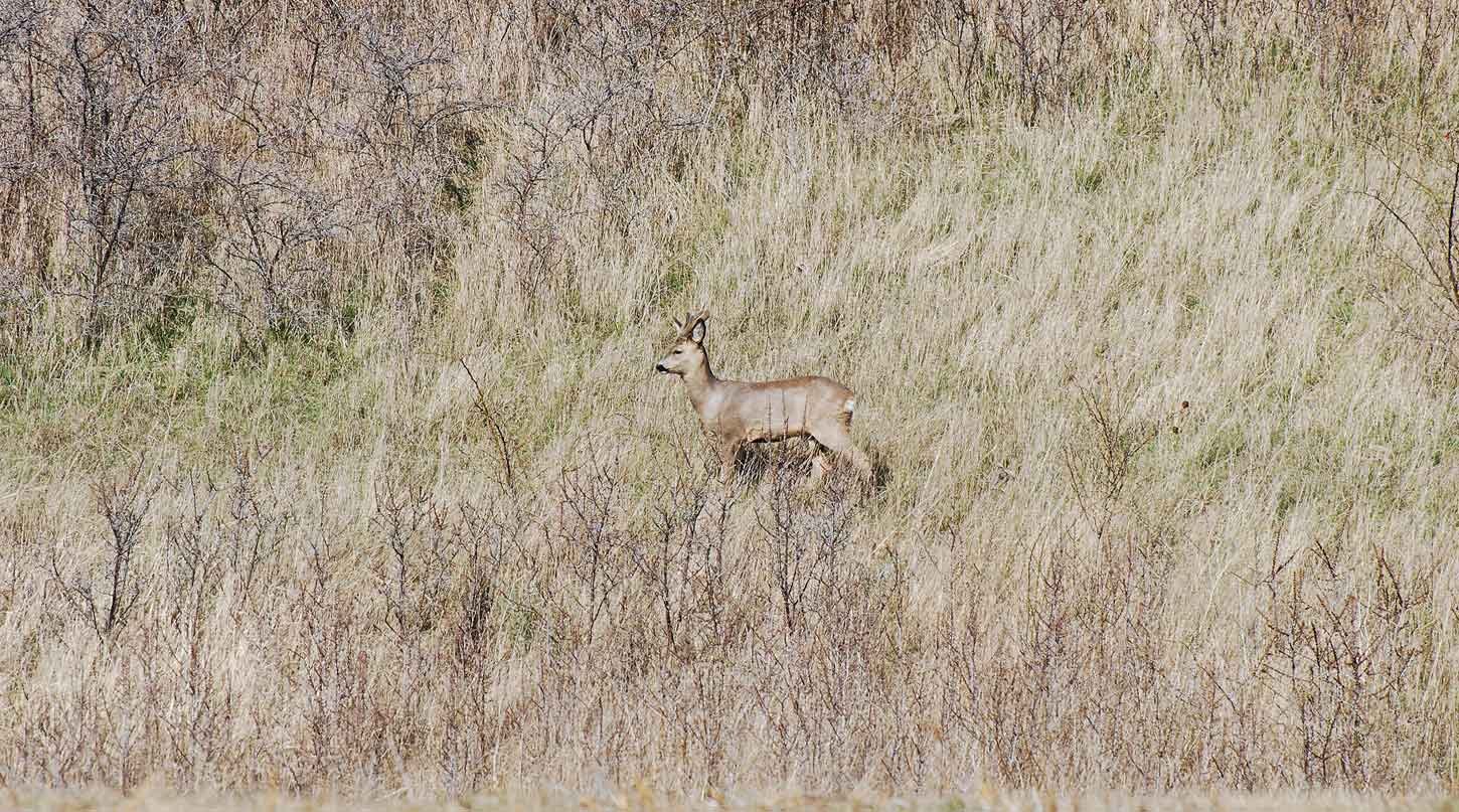 dsc_1658fx.jpg