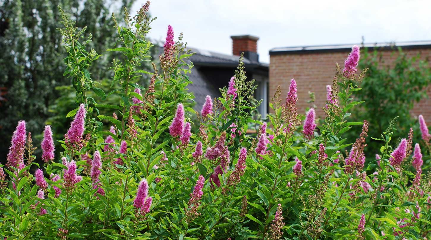 dsc_1948fx.jpg