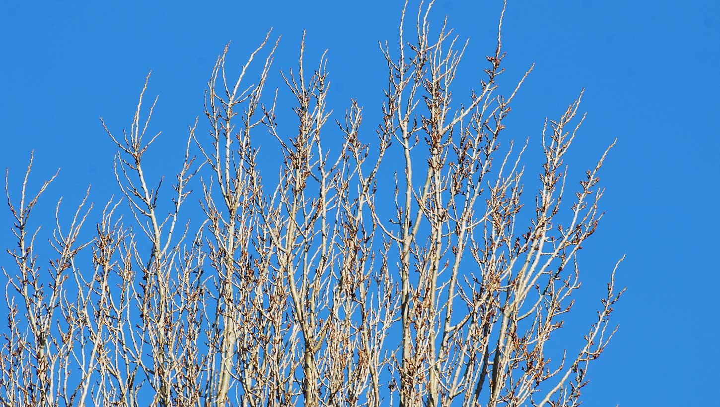 dsc_2295fx.jpg