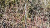 dsc_2312fx_small.jpg