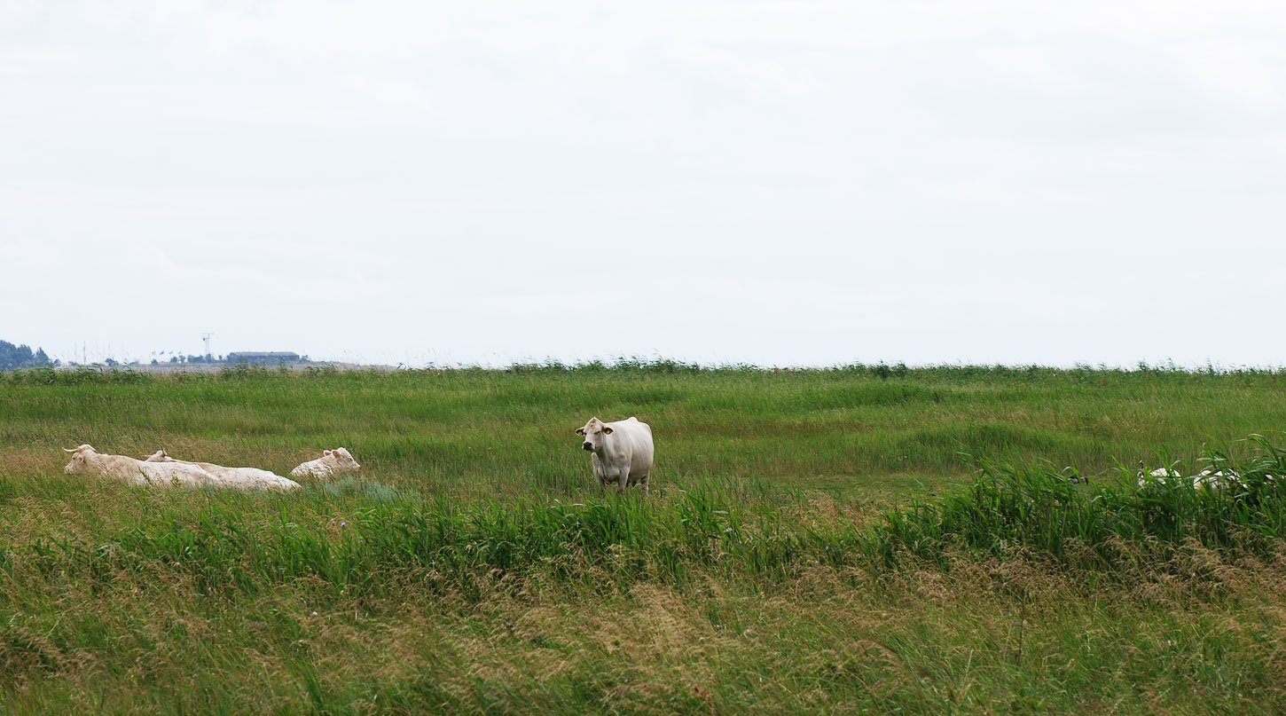 dsc_2638fx.jpg
