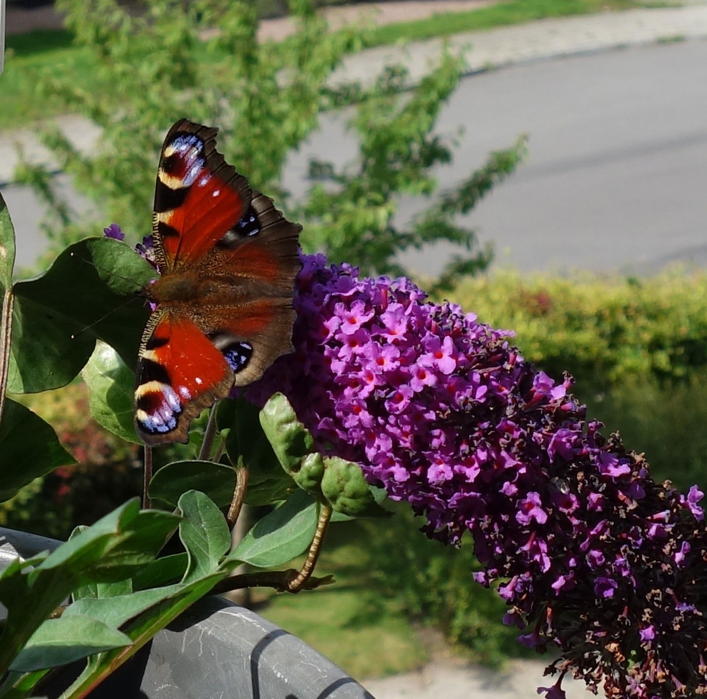 dsc00872fx.jpg