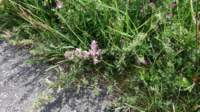dsc01466fx_small.jpg