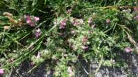 dsc01468fx_small.jpg