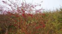 dsc01722fx_small.jpg