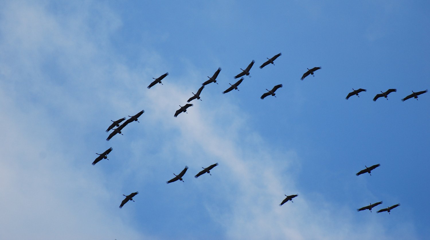 dsc_3890fx.jpg