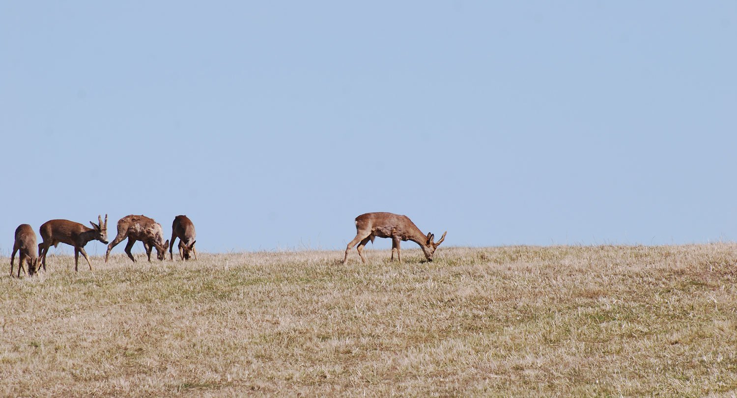 dsc_3972fx.jpg