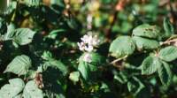dsc_4291fx_small.jpg