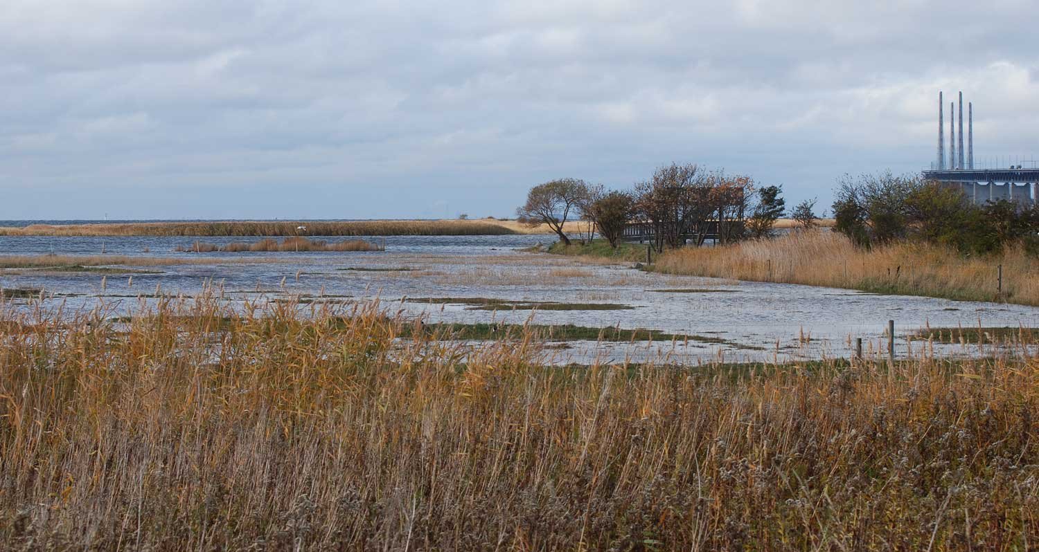 dsc_4393fx.jpg