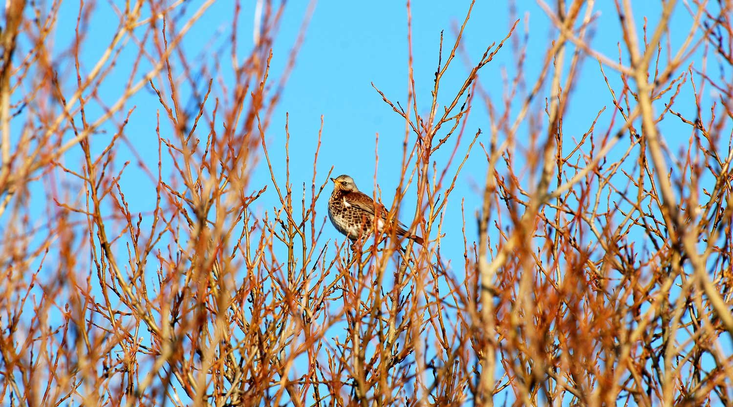 dsc_4535fx.jpg