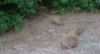dsc_5271fx_small.jpg