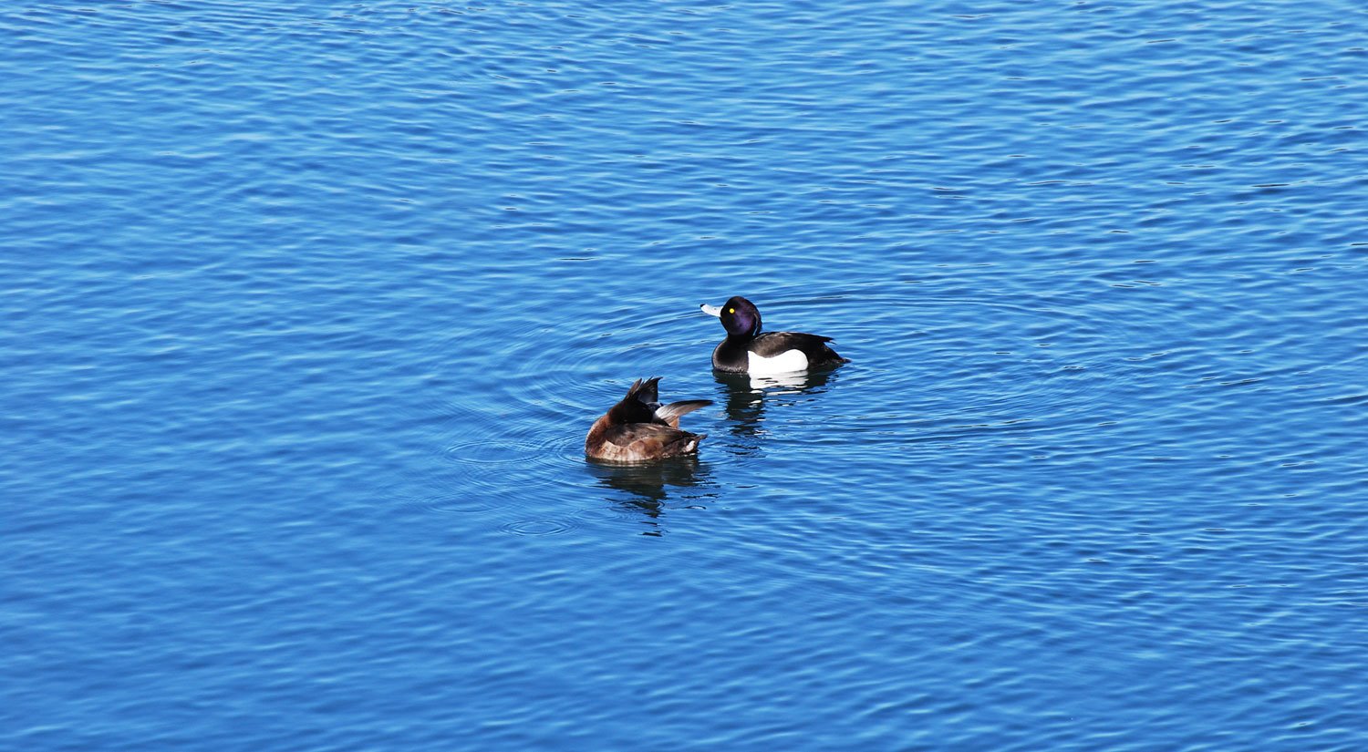 dsc_5433fx.jpg