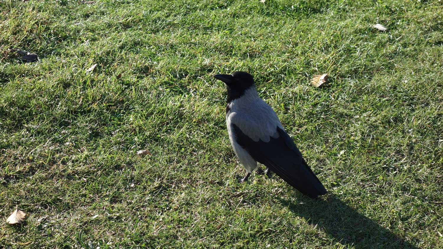dsc03316fx.jpg