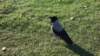 dsc03316fx_small.jpg