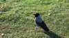 dsc03317fx_small.jpg