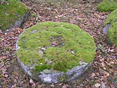 Tillbaka-i-Skogen-022.jpg