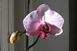 050612-AstasOrkide-002.jpg