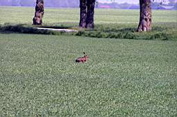 P5133926fix.jpg