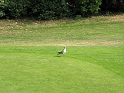 IMG_1128fx.jpg