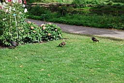DSC_6682fx.jpg