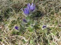 img_2452fx_small.jpg
