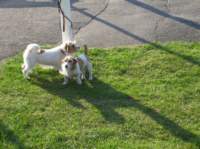 img_2494fx_small.jpg