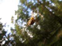 img_3647fx_small.jpg