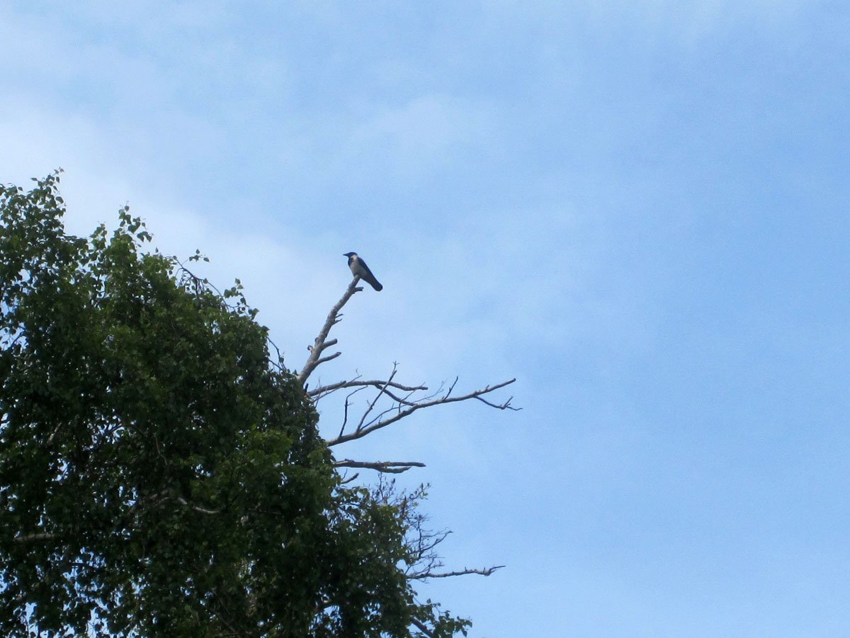img_4474fx.jpg