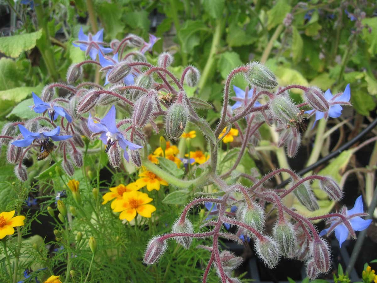 img_4603fx.jpg