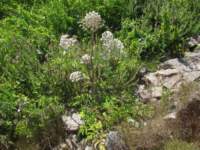 img_5243fx_small.jpg
