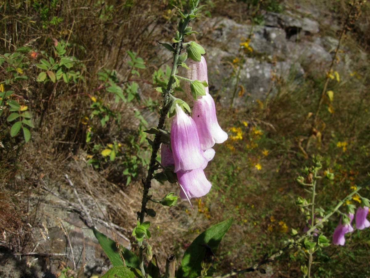 img_5251fx.jpg