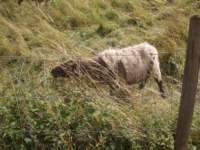 img_5320fx_small.jpg