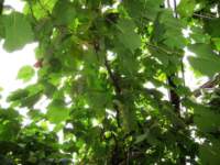 img_7423fx_small.jpg