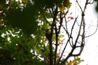 dsc_0050fx_small.jpg