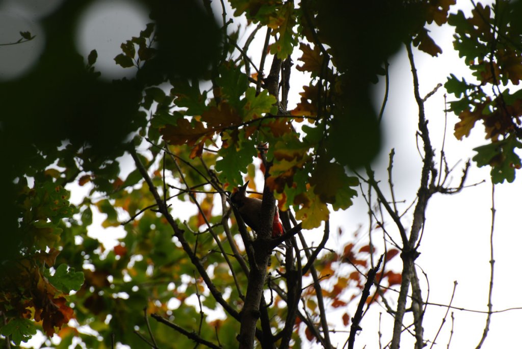 dsc_0053fx.jpg