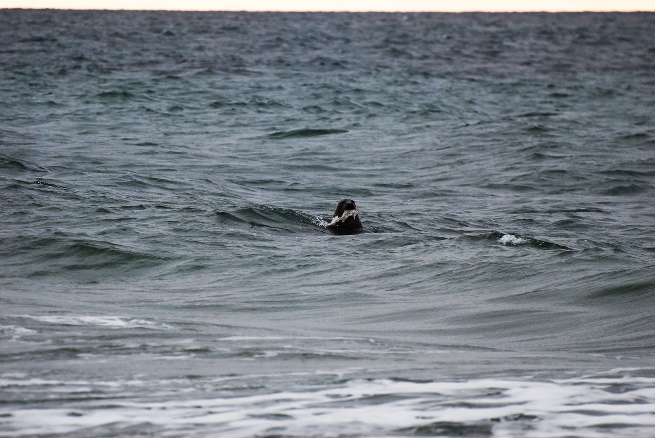 dsc_1248fx.jpg