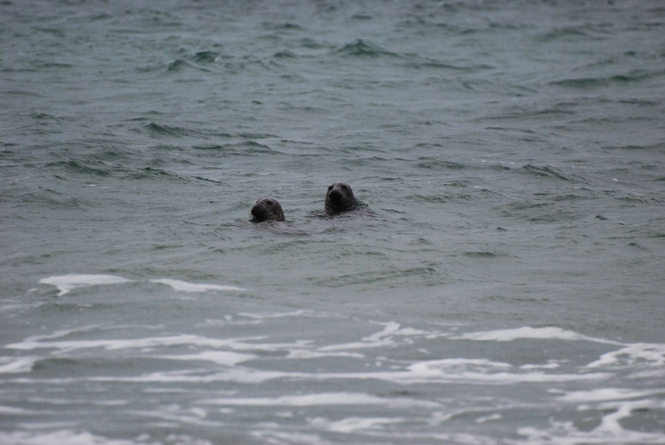 dsc_1266fx.jpg
