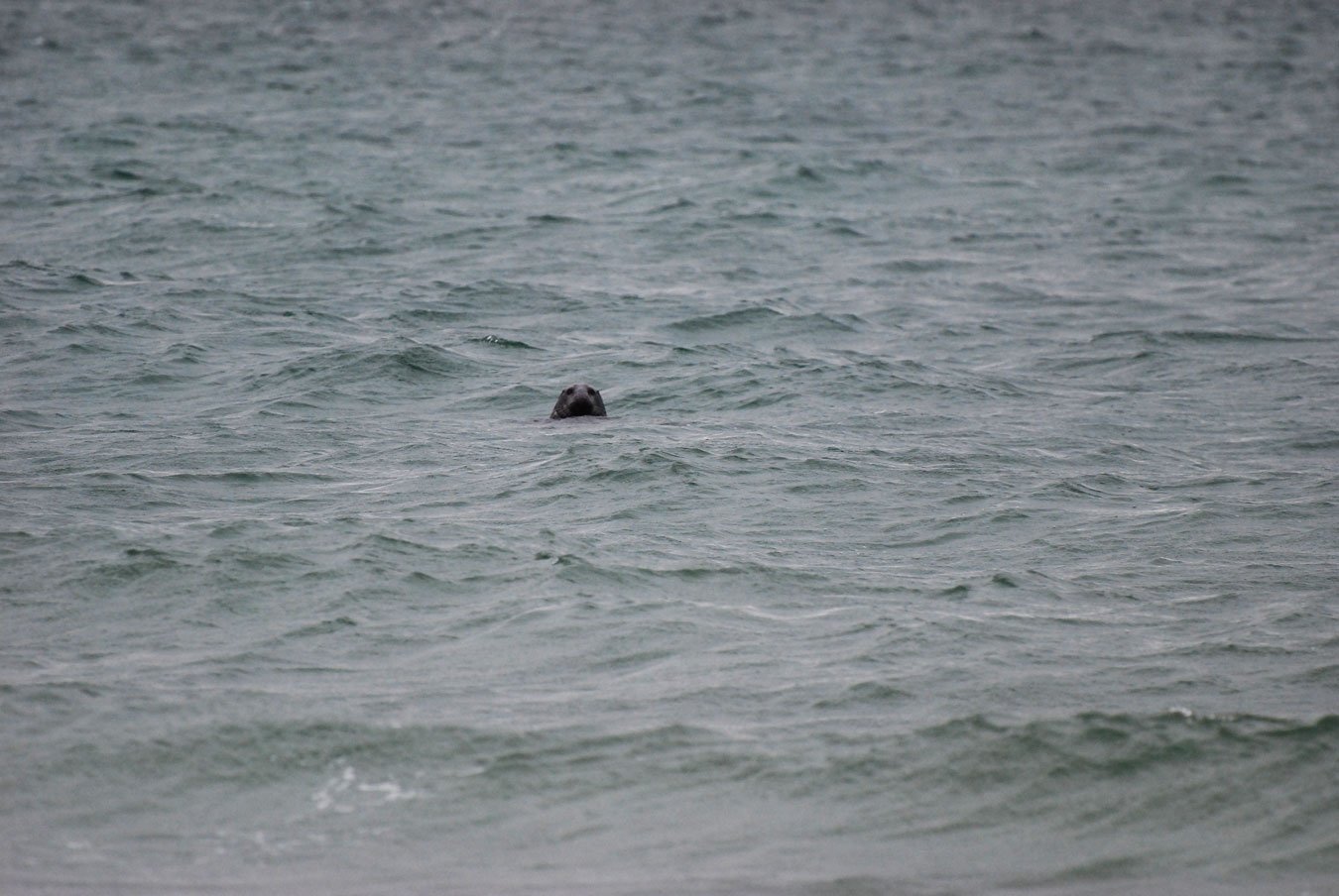 dsc_1280fx.jpg