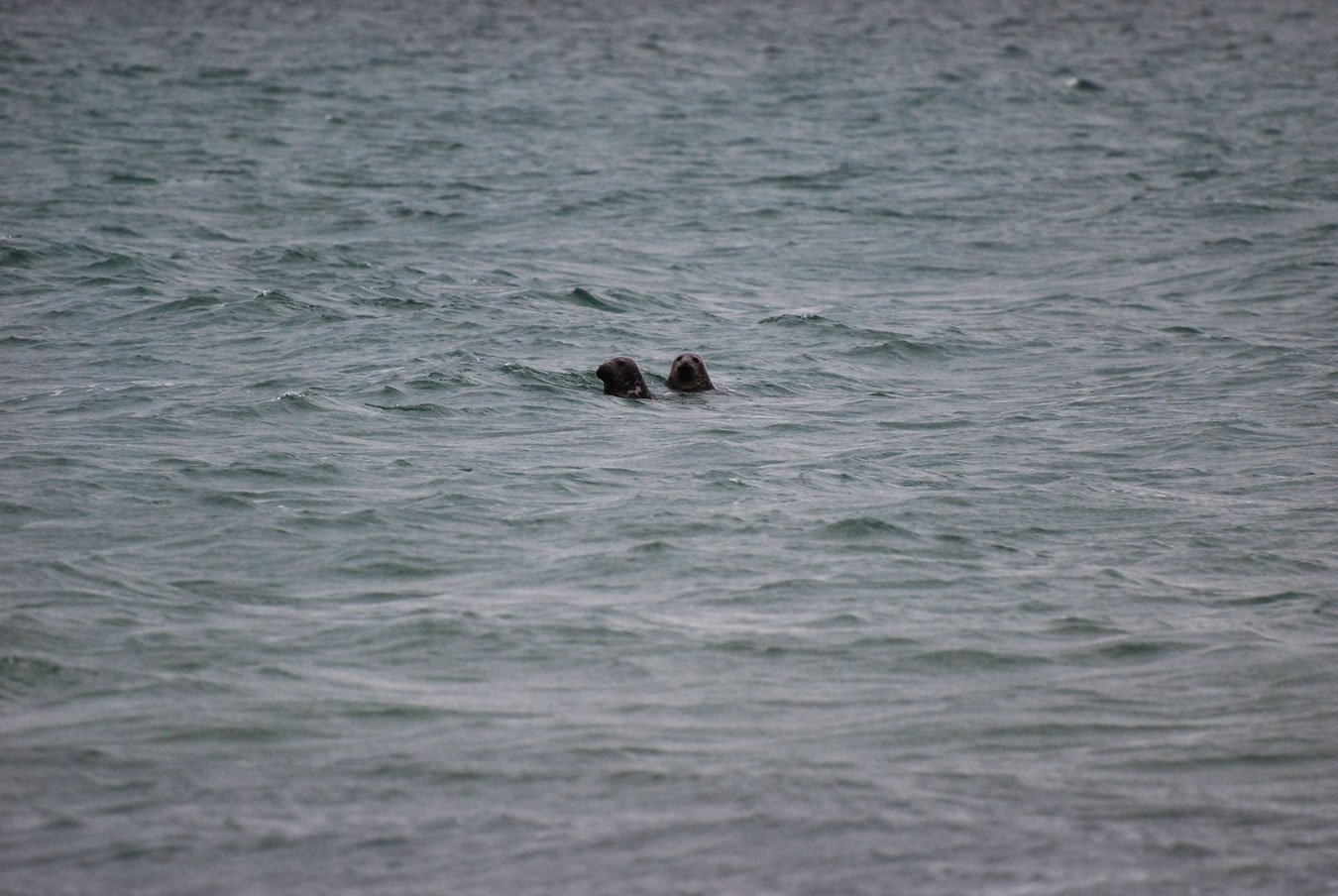 dsc_1291fx.jpg