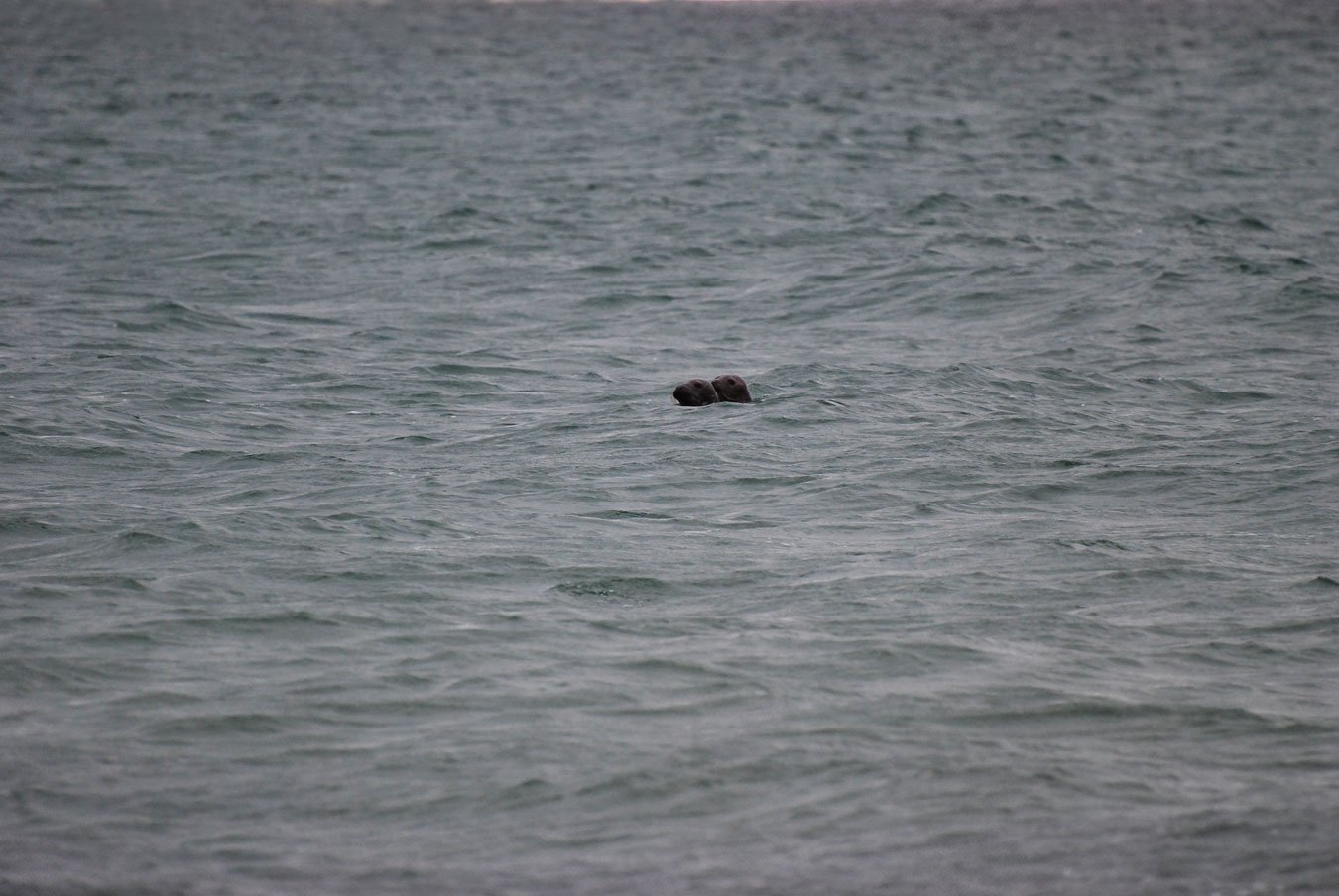 dsc_1293fx.jpg